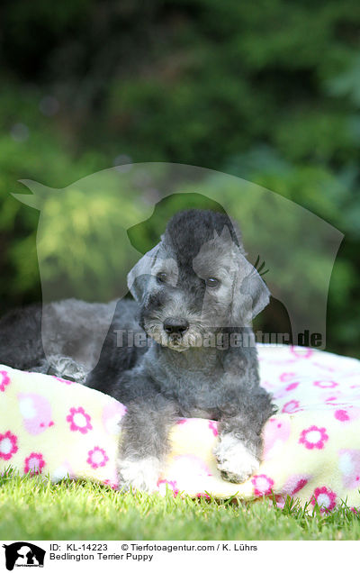 Bedlington Terrier Welpe / Bedlington Terrier Puppy / KL-14223
