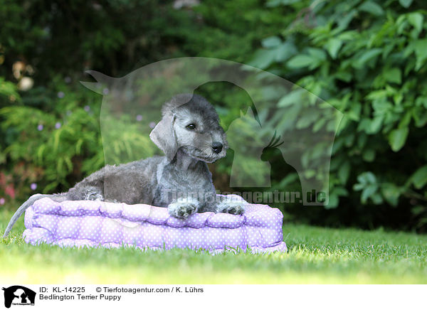 Bedlington Terrier Welpe / Bedlington Terrier Puppy / KL-14225