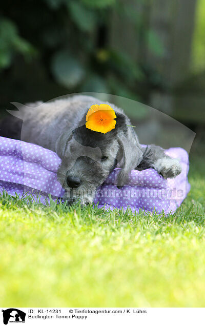 Bedlington Terrier Welpe / Bedlington Terrier Puppy / KL-14231