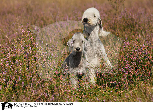 2 Bedlington Terrier / 2 Bedlington Terrier / KL-14607