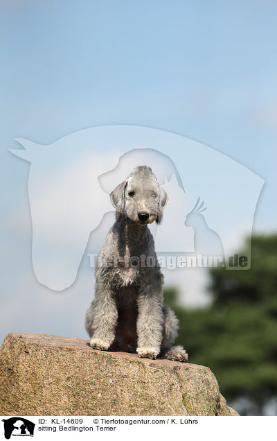 sitzender Bedlington Terrier / sitting Bedlington Terrier / KL-14609