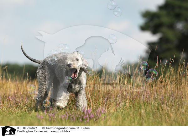 Bedlington Terrier mit Seifenblasen / Bedlington Terrier with soap bubbles / KL-14621