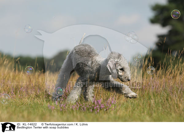 Bedlington Terrier mit Seifenblasen / Bedlington Terrier with soap bubbles / KL-14622