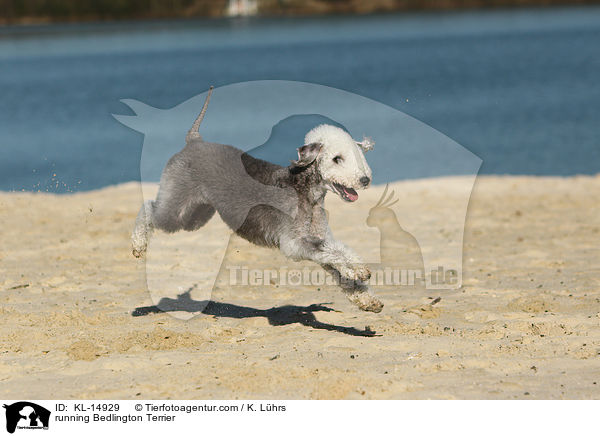 rennender Bedlington Terrier / running Bedlington Terrier / KL-14929