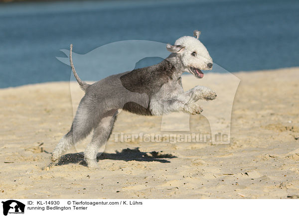 rennender Bedlington Terrier / running Bedlington Terrier / KL-14930