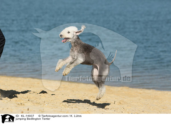springender Bedlington Terrier / jumping Bedlington Terrier / KL-14937