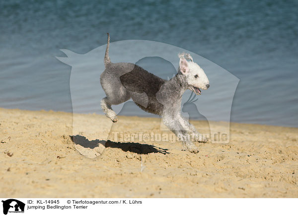 springender Bedlington Terrier / jumping Bedlington Terrier / KL-14945