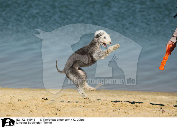 springender Bedlington Terrier / jumping Bedlington Terrier / KL-14948