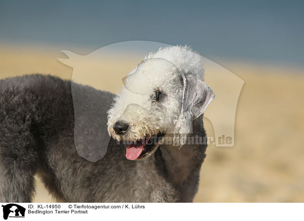 Bedlington Terrier Portrait / Bedlington Terrier Portrait / KL-14950