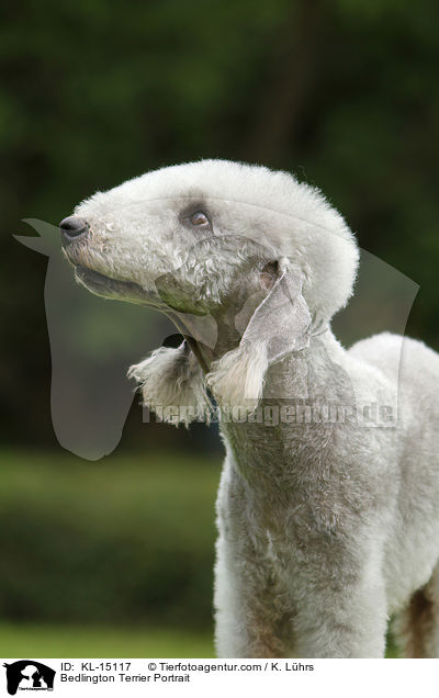 Bedlington Terrier Portrait / Bedlington Terrier Portrait / KL-15117