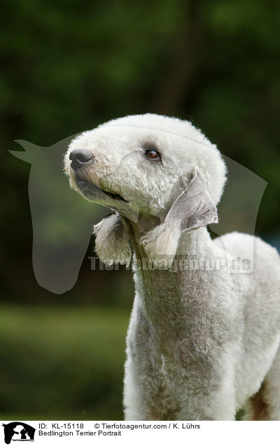 Bedlington Terrier Portrait / Bedlington Terrier Portrait / KL-15118