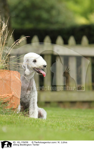 sitzender Bedlington Terrier / sitting Bedlington Terrier / KL-15459
