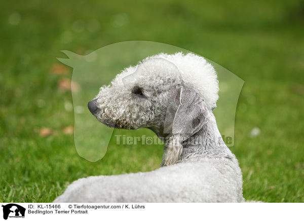 Bedlington Terrier Portrait / Bedlington Terrier Portrait / KL-15466