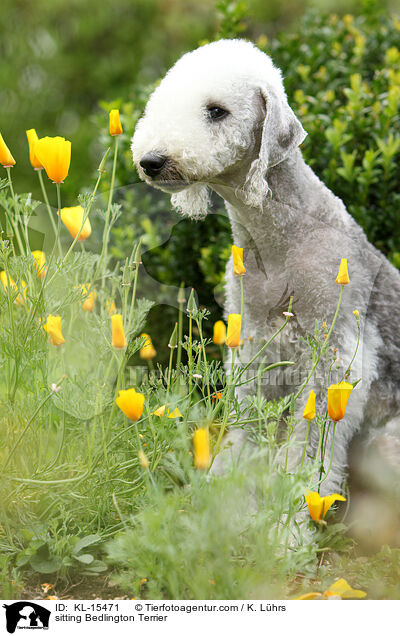 sitzender Bedlington Terrier / sitting Bedlington Terrier / KL-15471