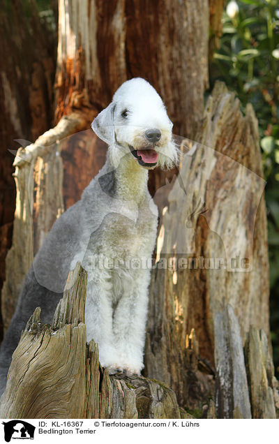 Bedlington Terrier / Bedlington Terrier / KL-16367