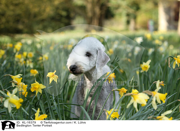 Bedlington Terrier Portrait / Bedlington Terrier Portrait / KL-16379