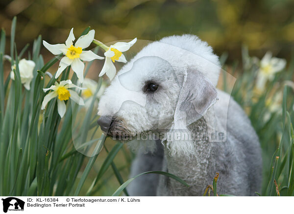 Bedlington Terrier Portrait / Bedlington Terrier Portrait / KL-16384
