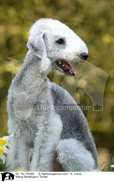 sitzender Bedlington Terrier / sitting Bedlington Terrier / KL-16386
