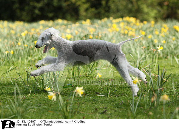 rennender Bedlington Terrier / running Bedlington Terrier / KL-16407