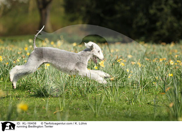 rennender Bedlington Terrier / running Bedlington Terrier / KL-16408