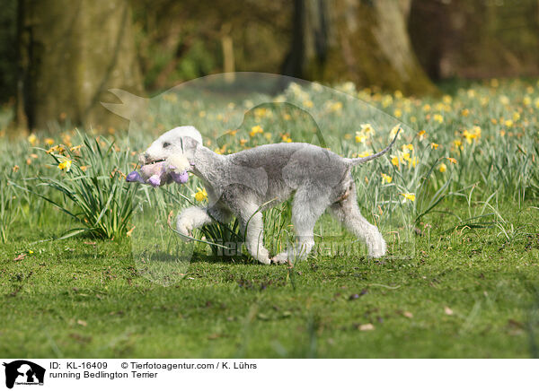 rennender Bedlington Terrier / running Bedlington Terrier / KL-16409