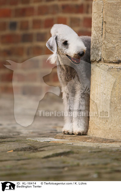 Bedlington Terrier / Bedlington Terrier / KL-16414