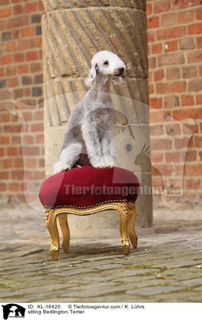 sitzender Bedlington Terrier / sitting Bedlington Terrier / KL-16420