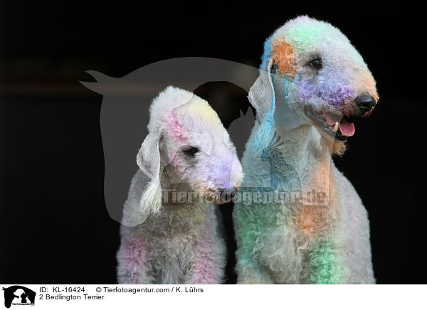 2 Bedlington Terrier / 2 Bedlington Terrier / KL-16424