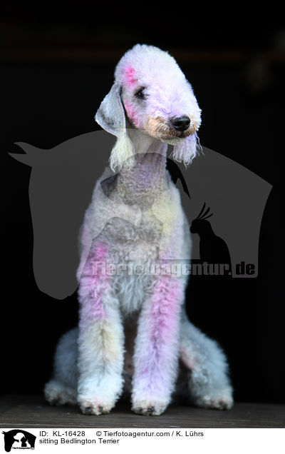 sitzender Bedlington Terrier / sitting Bedlington Terrier / KL-16428