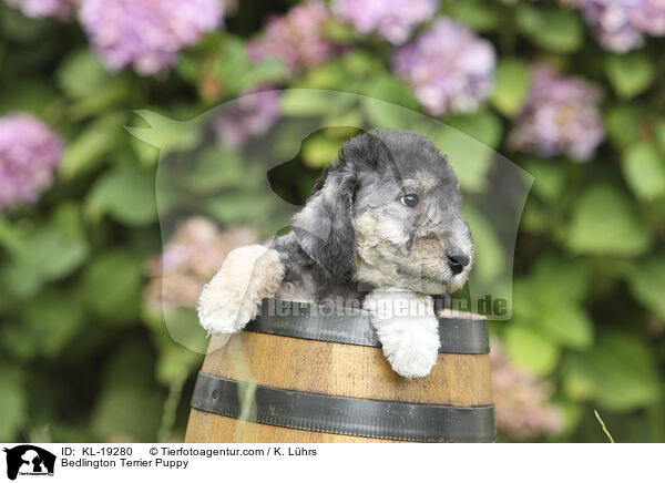Bedlington Terrier Welpe / Bedlington Terrier Puppy / KL-19280