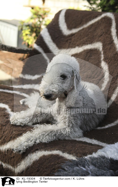 lying Bedlington Terrier / KL-19304