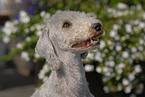 Bedlington Terrier Portrait