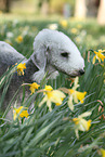 Bedlington Terrier Portrait