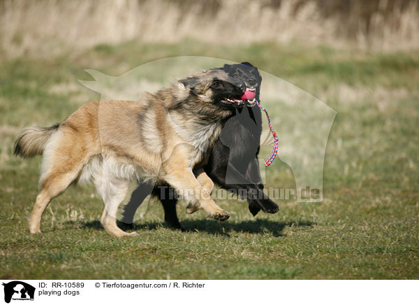 spielende Hunde / playing dogs / RR-10589