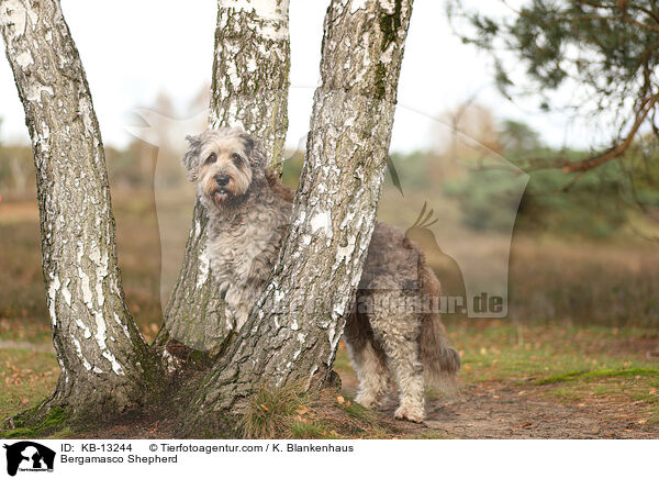 Bergamasker Hirtenhund / Bergamasco Shepherd / KB-13244