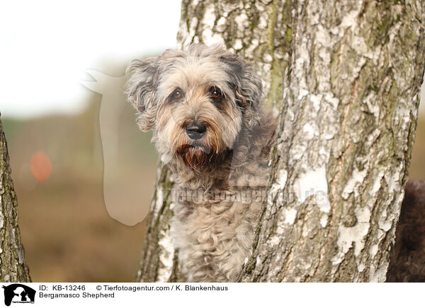 Bergamasker Hirtenhund / Bergamasco Shepherd / KB-13246