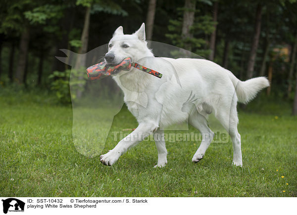 spielender Weier Schweizer Schferhund / playing White Swiss Shepherd / SST-10432