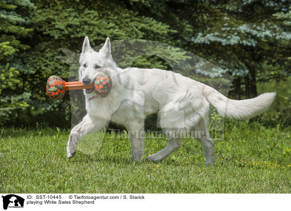 spielender Weier Schweizer Schferhund / playing White Swiss Shepherd / SST-10445