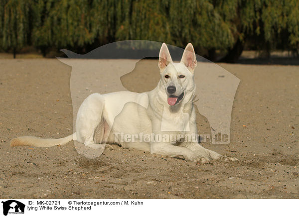 lying White Swiss Shepherd / MK-02721