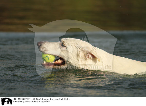 schwimmender Weier Schweizer Schferhund / swimming White Swiss Shepherd / MK-02727