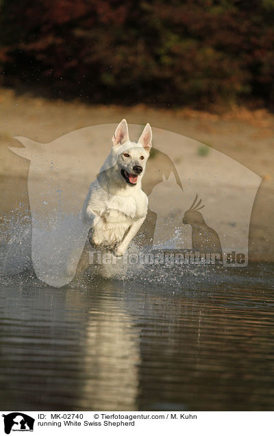 running White Swiss Shepherd / MK-02740