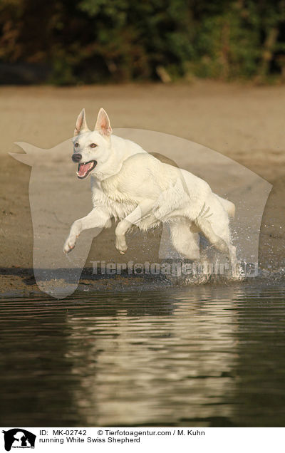 rennender Weier Schweizer Schferhund / running White Swiss Shepherd / MK-02742