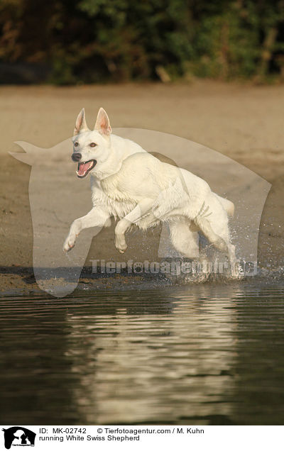 running White Swiss Shepherd / MK-02742