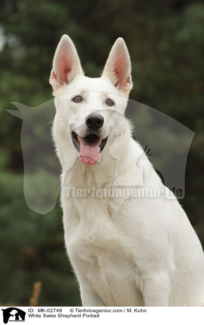 White Swiss Shepherd Portrait / MK-02748