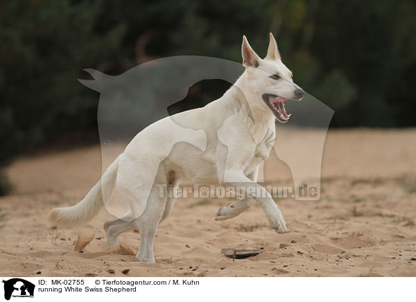 rennender Weier Schweizer Schferhund / running White Swiss Shepherd / MK-02755