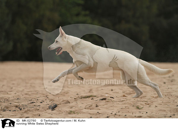 rennender Weier Schweizer Schferhund / running White Swiss Shepherd / MK-02760