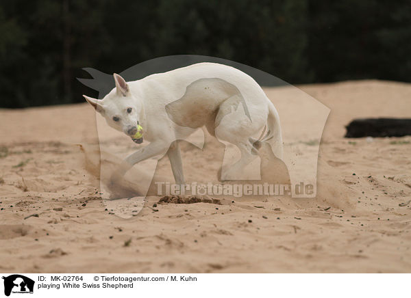 spielender Weier Schweizer Schferhund / playing White Swiss Shepherd / MK-02764