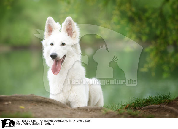 lying White Swiss Shepherd / BS-05138