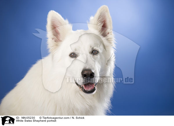 White Swiss Shepherd portrait / NN-05230