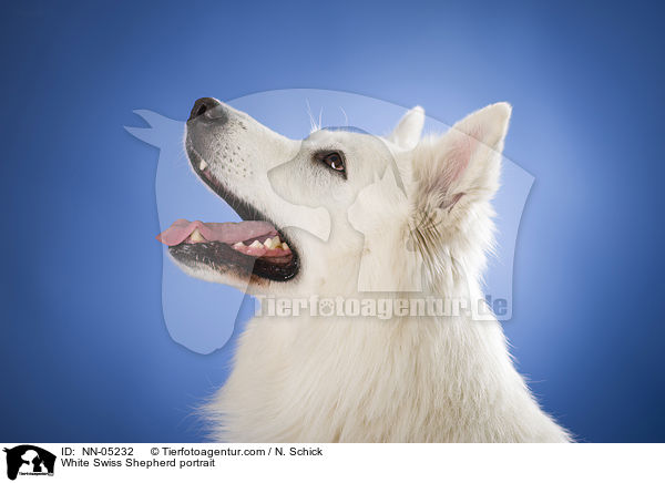 White Swiss Shepherd portrait / NN-05232